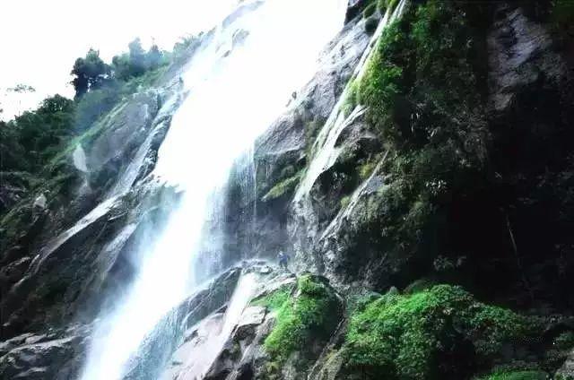 逃离野鸡森林
